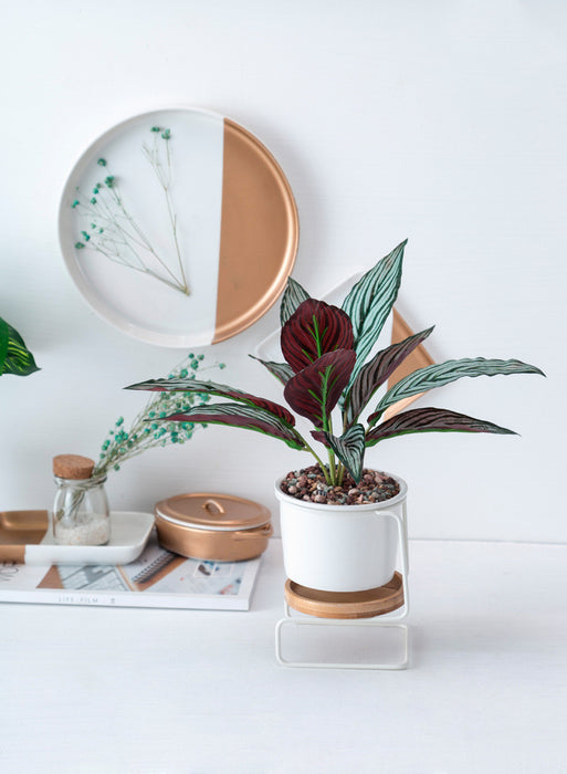 Modern Tabletop Planter with Stand and Saucer