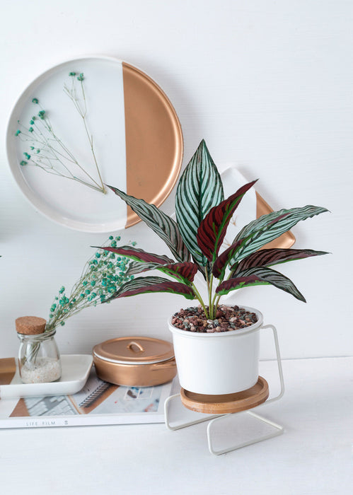 Modern Tabletop Planter with Stand and Saucer